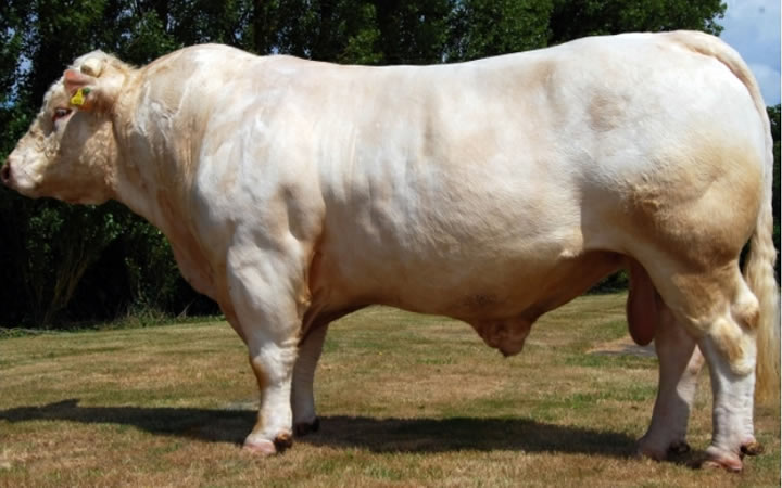 toros-carne-charolais