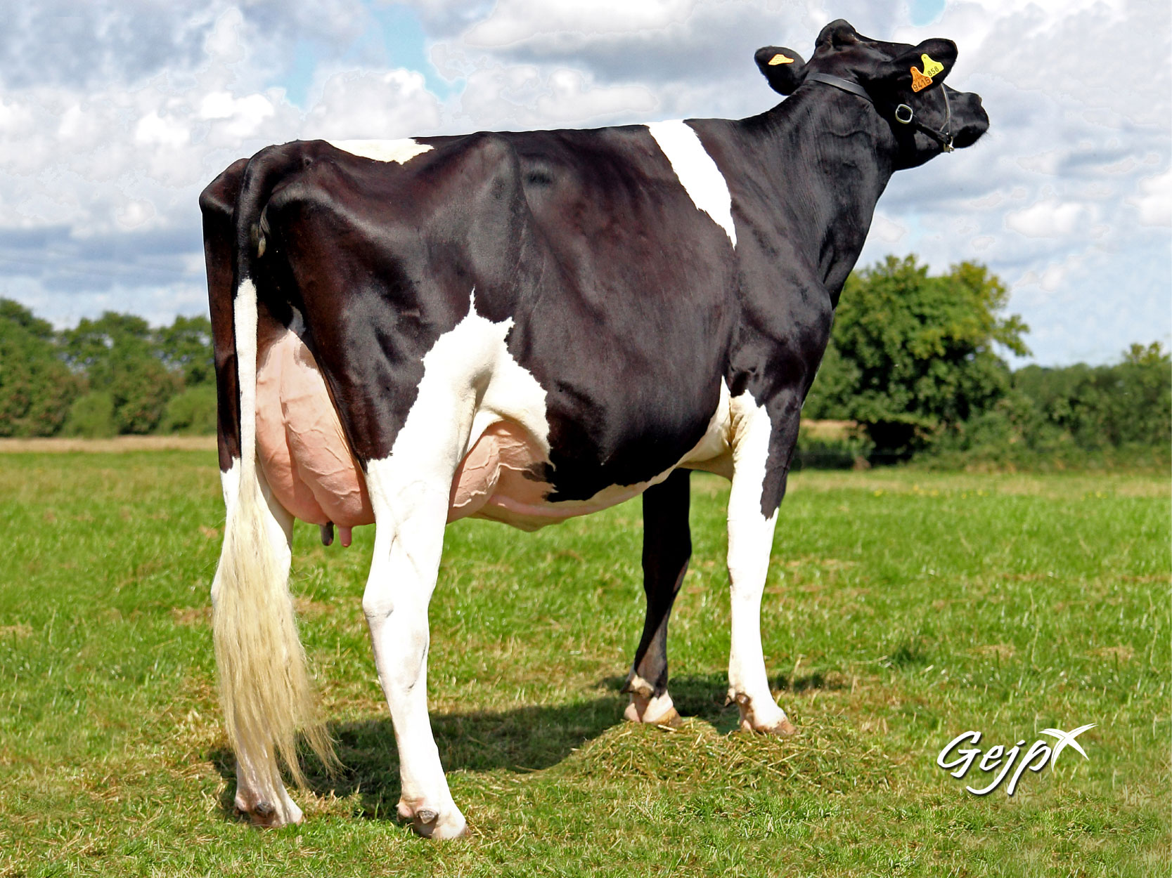 toros-leche-holstein-negro-Edelweiss
