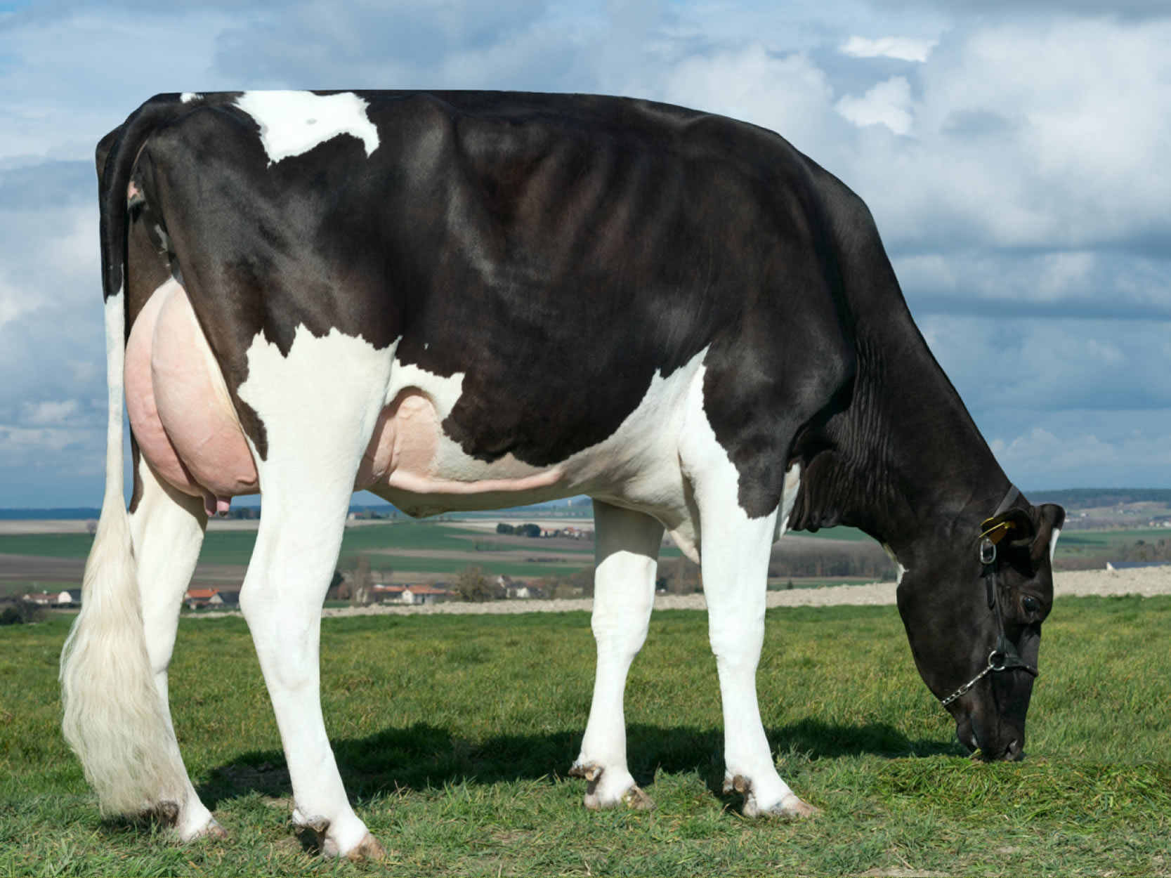 toros-leche-holstein-negro-synetics