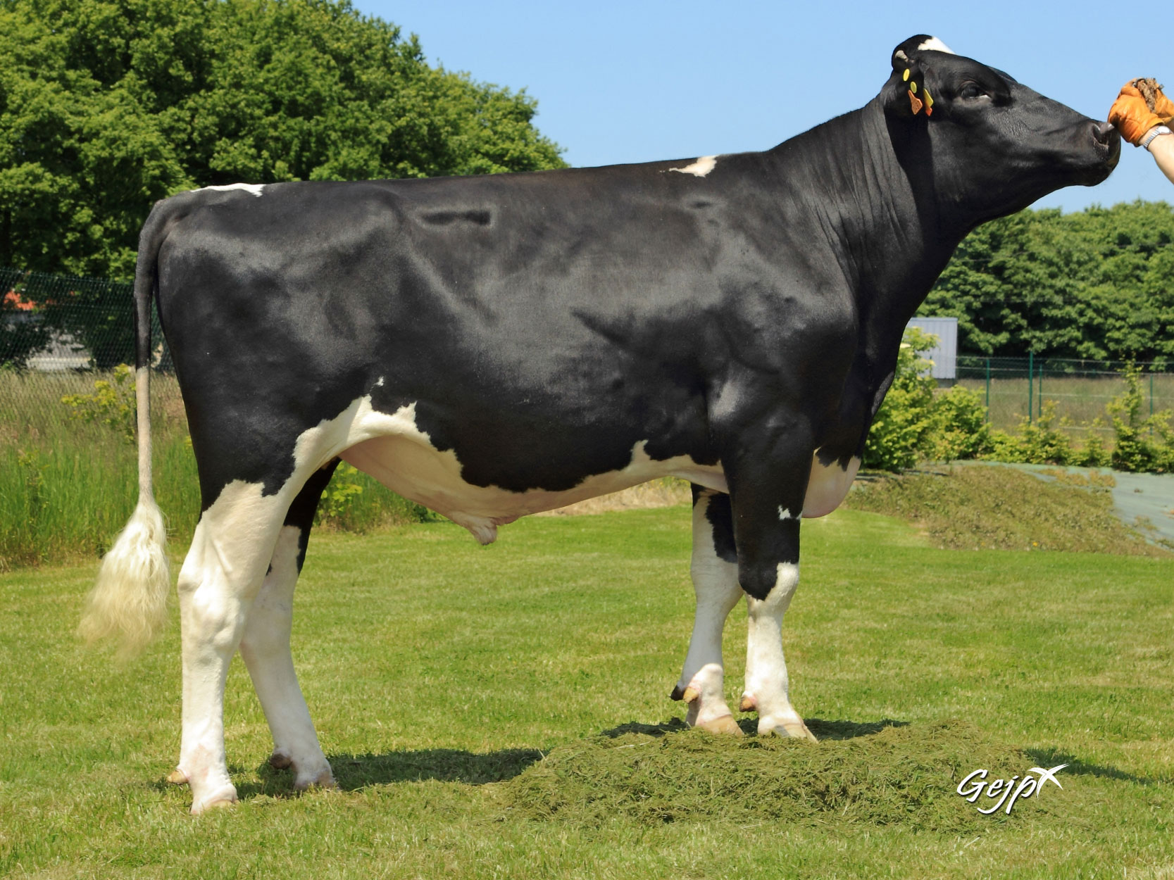 toros-leche-holstein-negro-Glorieux