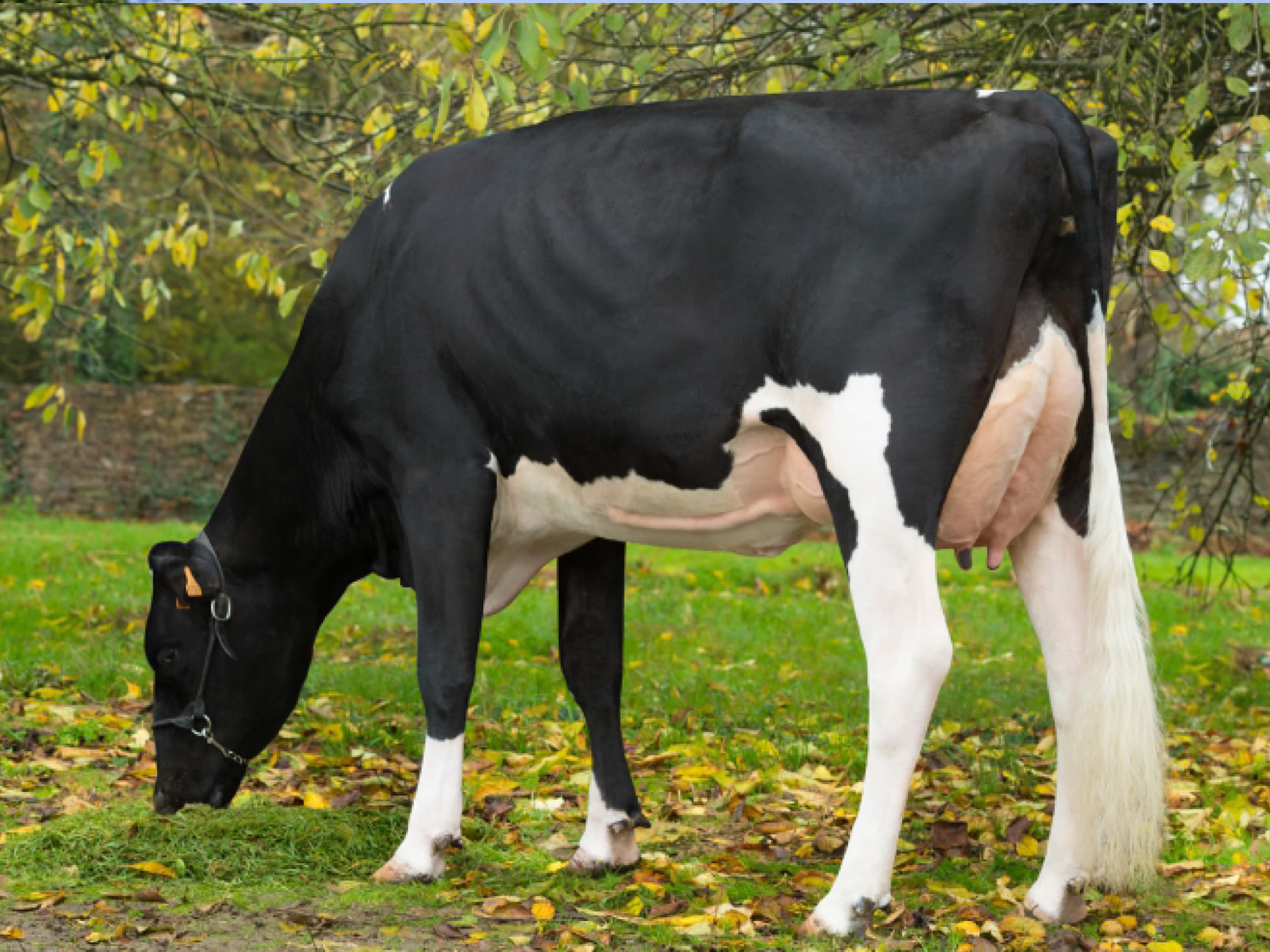 toros-leche-holstein-negro-synetics