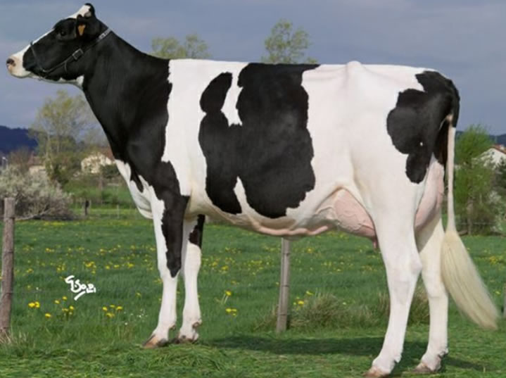 toros-leche-holstein-negro-synetics