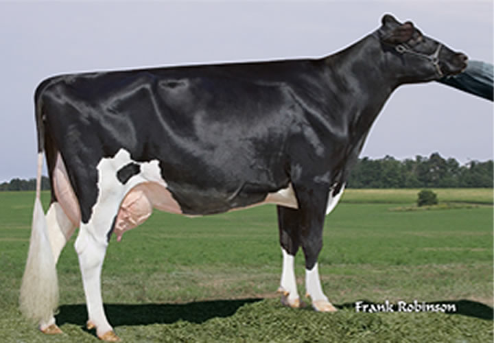 toros-leche-holstein-negro-synetics