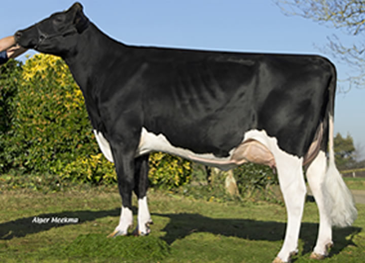 toros-leche-holstein-negro-synetics