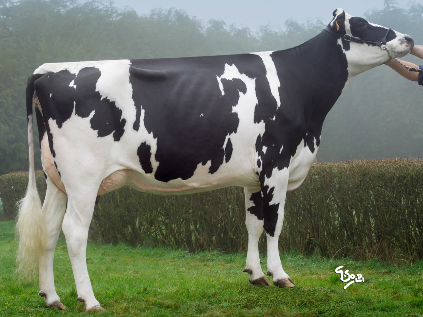 toros-leche-holstein-negro-synetics
