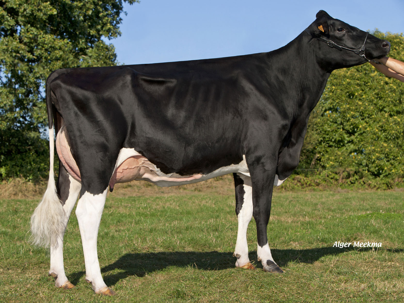 toros-leche-holstein-negro-Isitolo