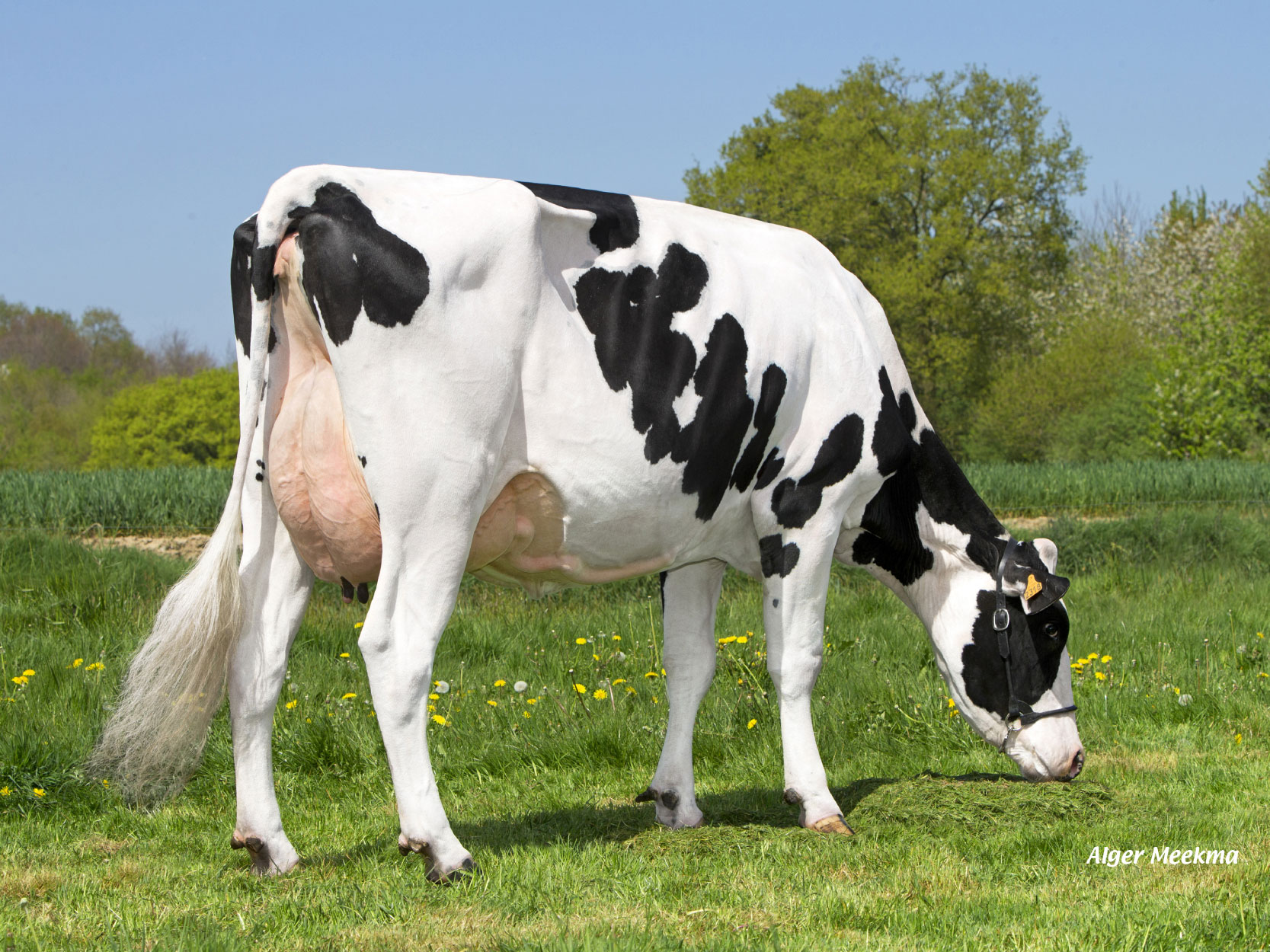 toros-leche-holstein-negro-Italo