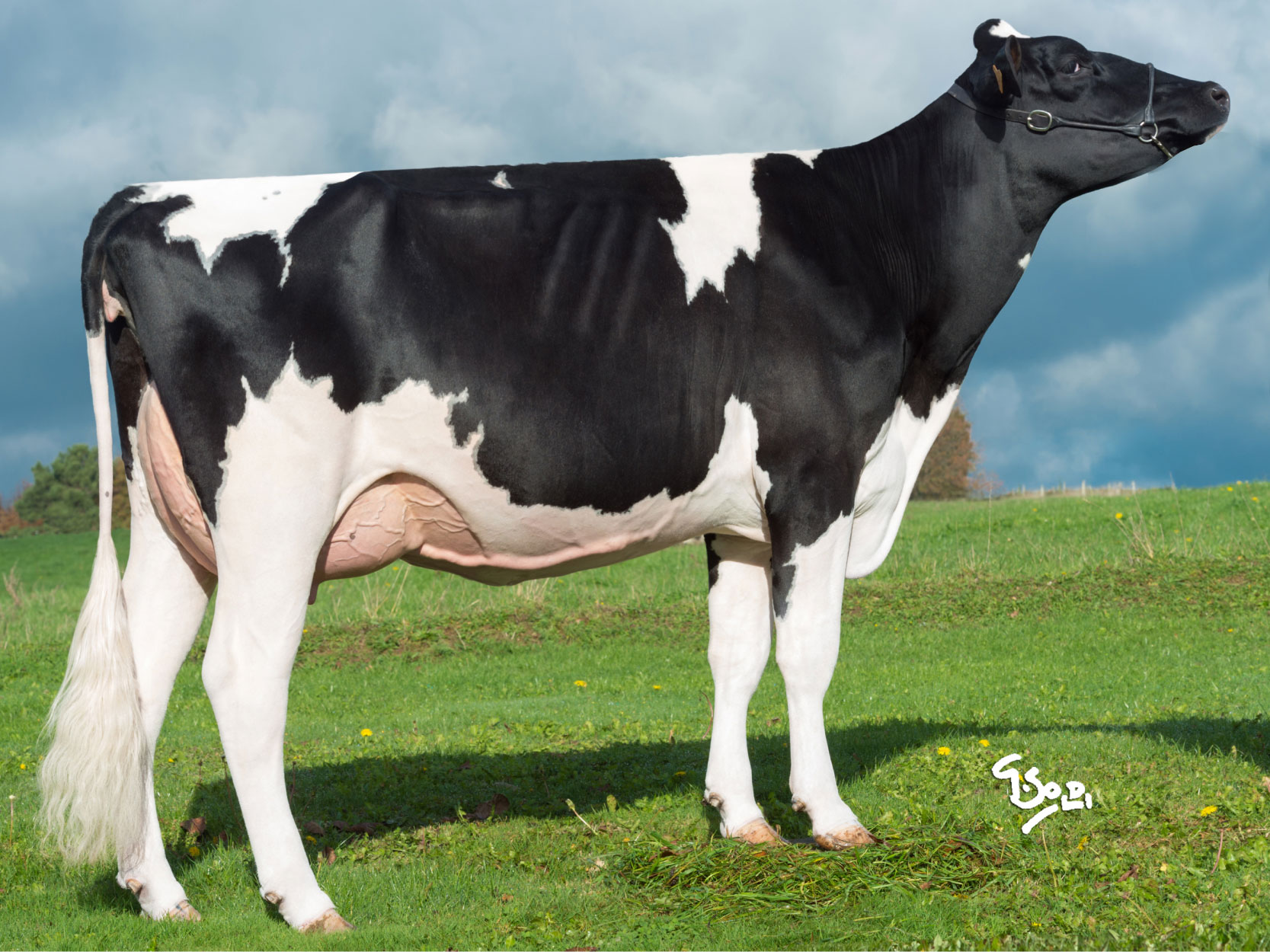 toros-leche-holstein-negro-jetset