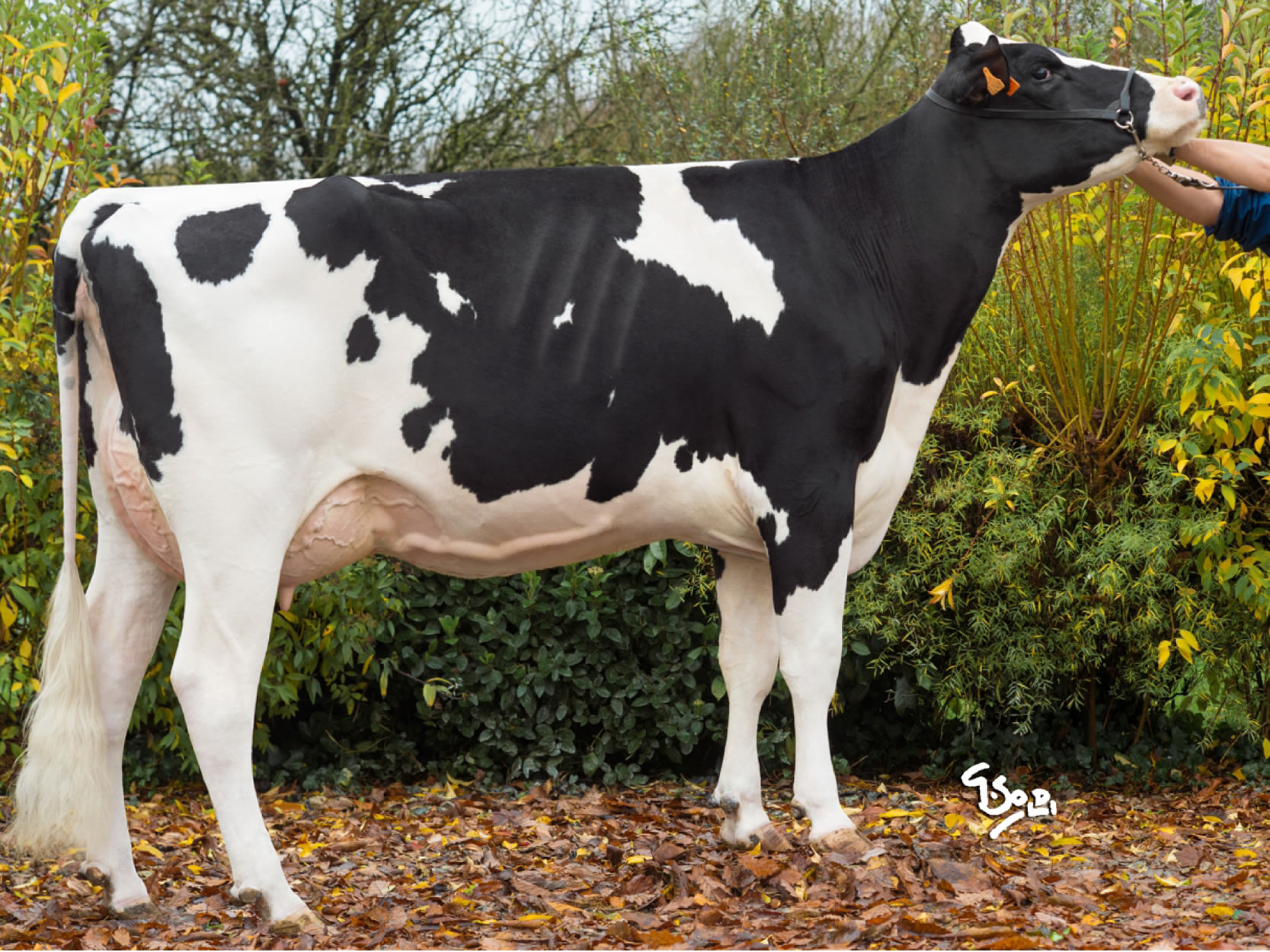 toros-leche-holstein-negro-synetics