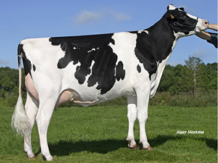 toros-leche-holstein-negro-synetics