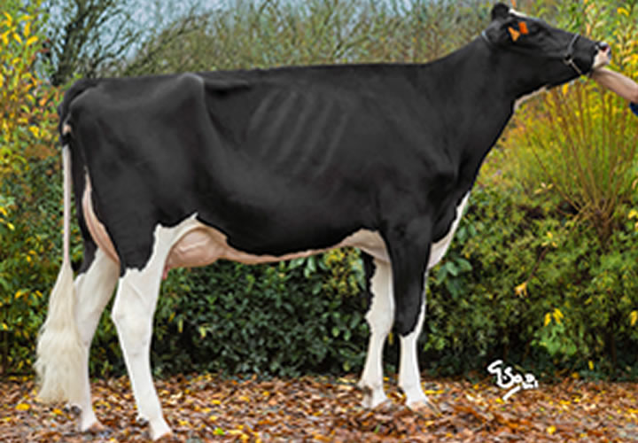 toros-leche-holstein-negro-synetics