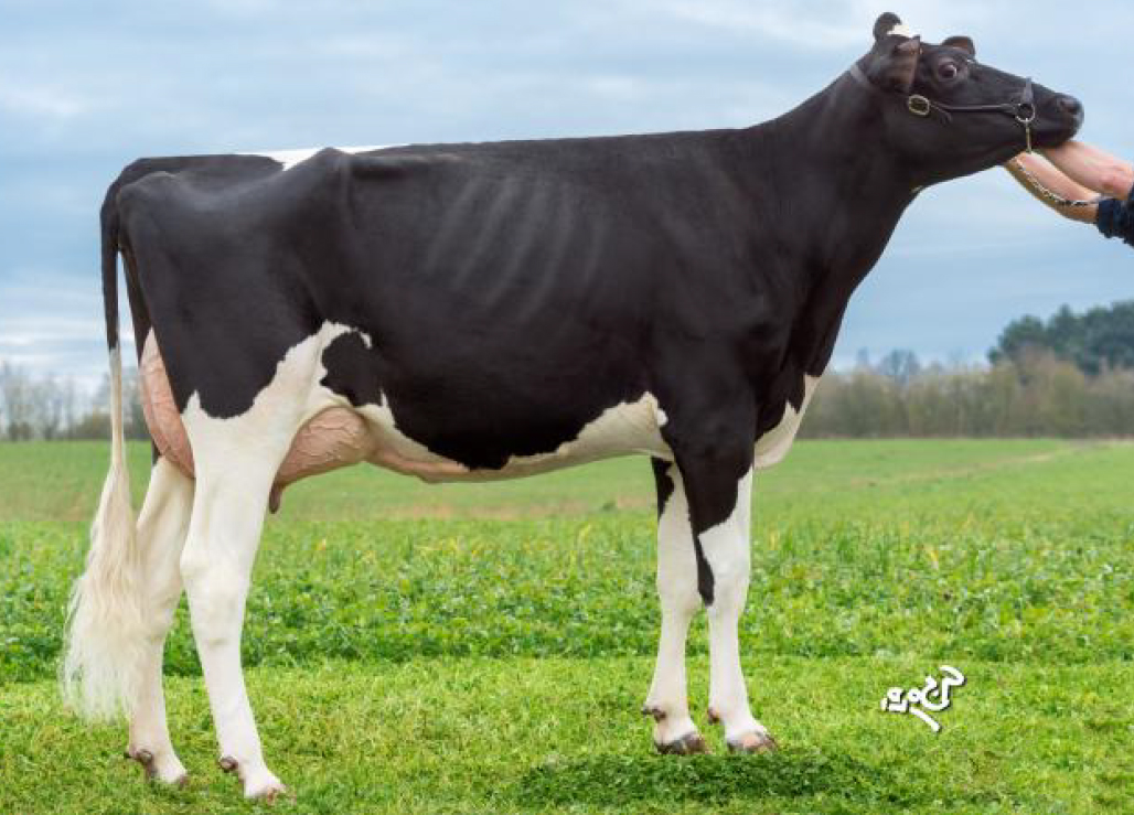 toros-leche-holstein-negro