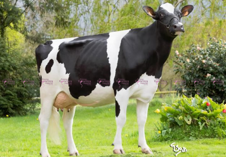 toros-leche-holstein-negro-synetics