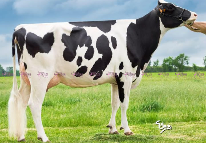 toros-leche-holstein-negro-synetics
