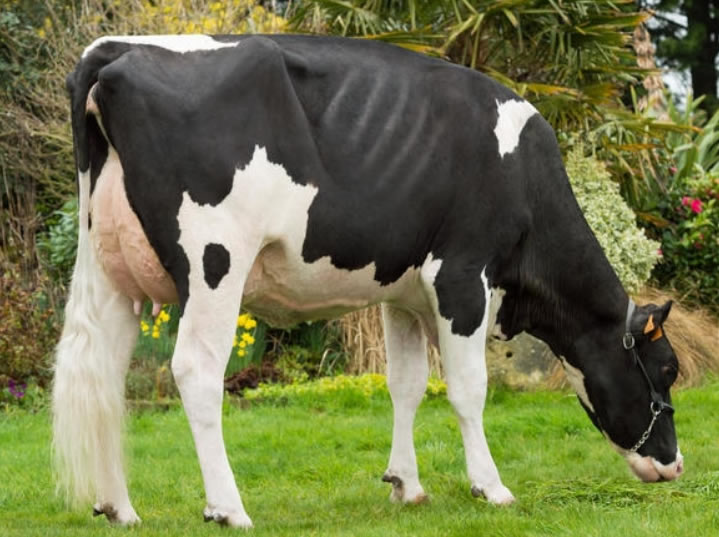 toros-leche-holstein-negro-synetics