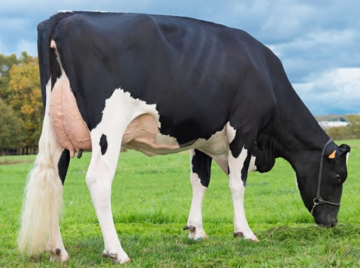 toros-leche-holstein-negro-synetics