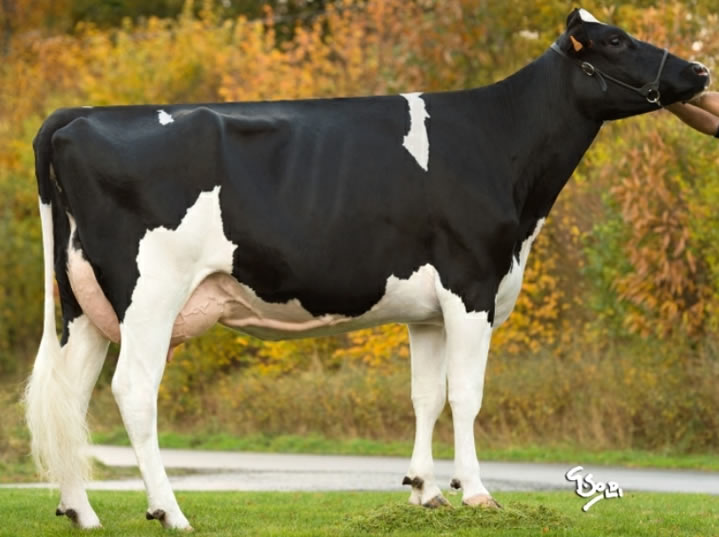 toros-leche-holstein-negro-synetics