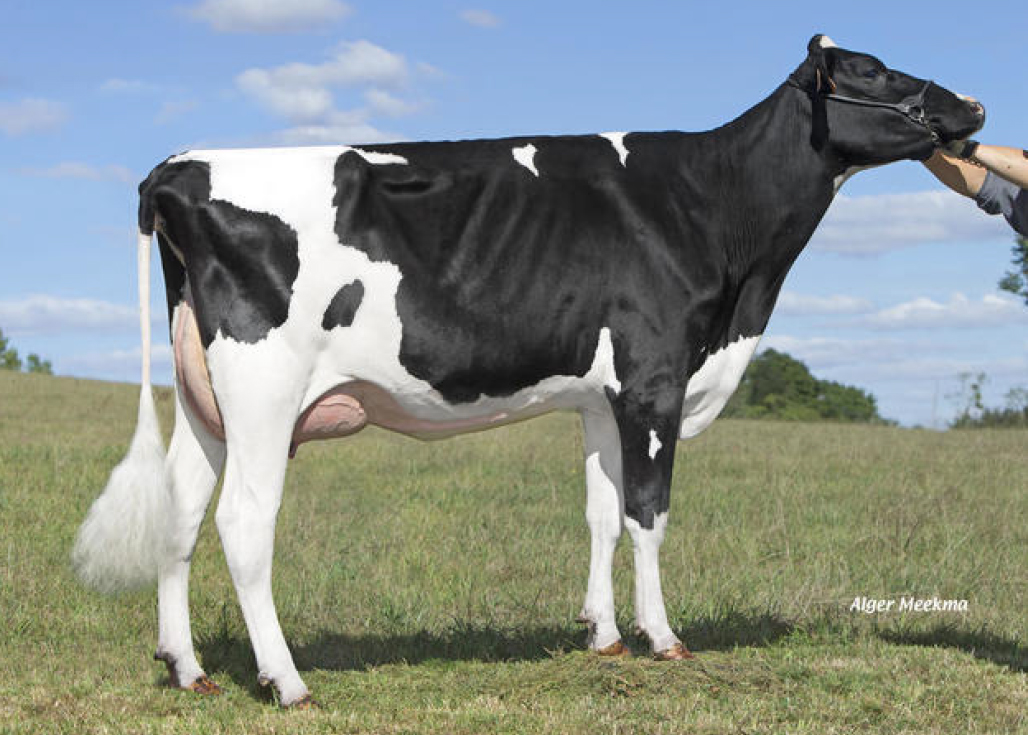 toros-leche-holstein-negro