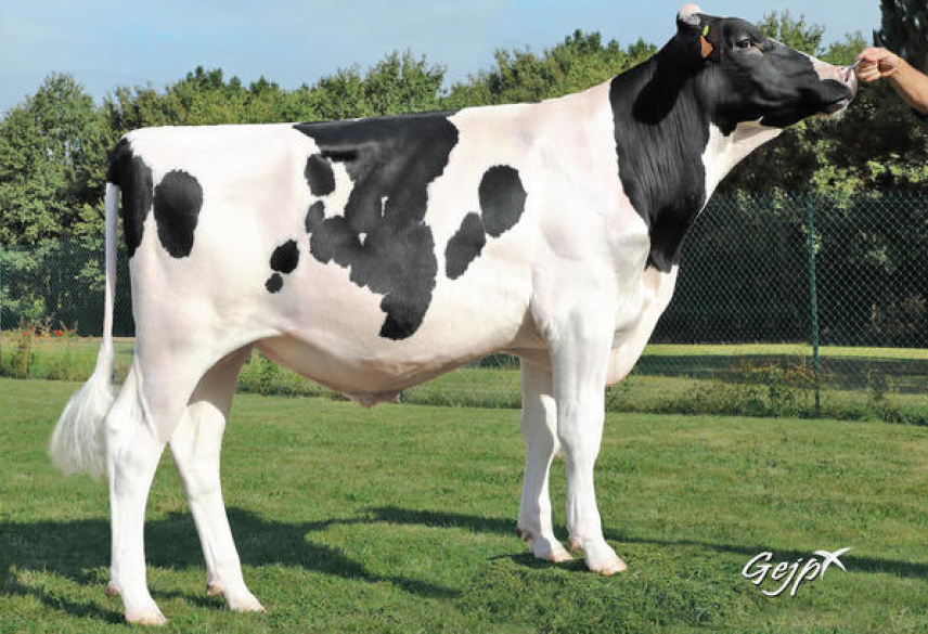 toros-leche-holstein-negro-ottawa