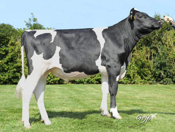 toros-leche-holstein-negro