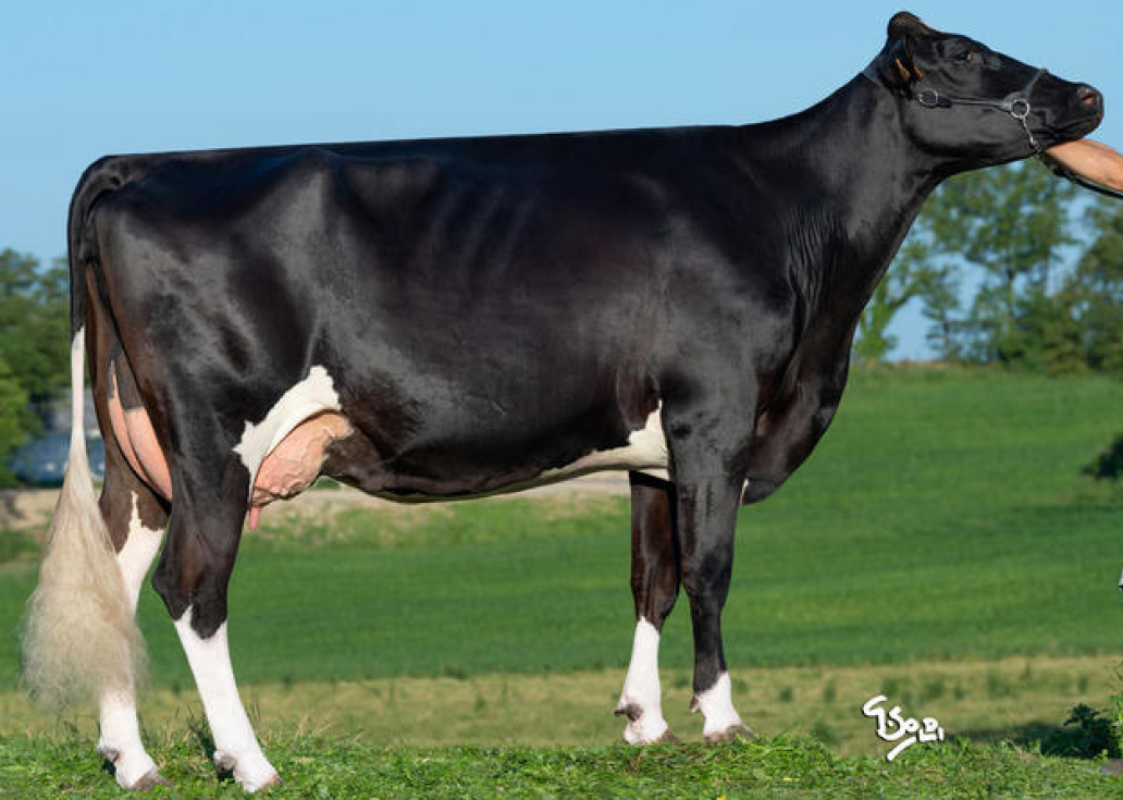 toros-leche-holstein-negro