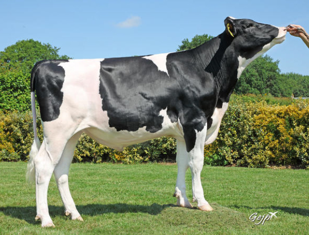 toros-leche-holstein-negro