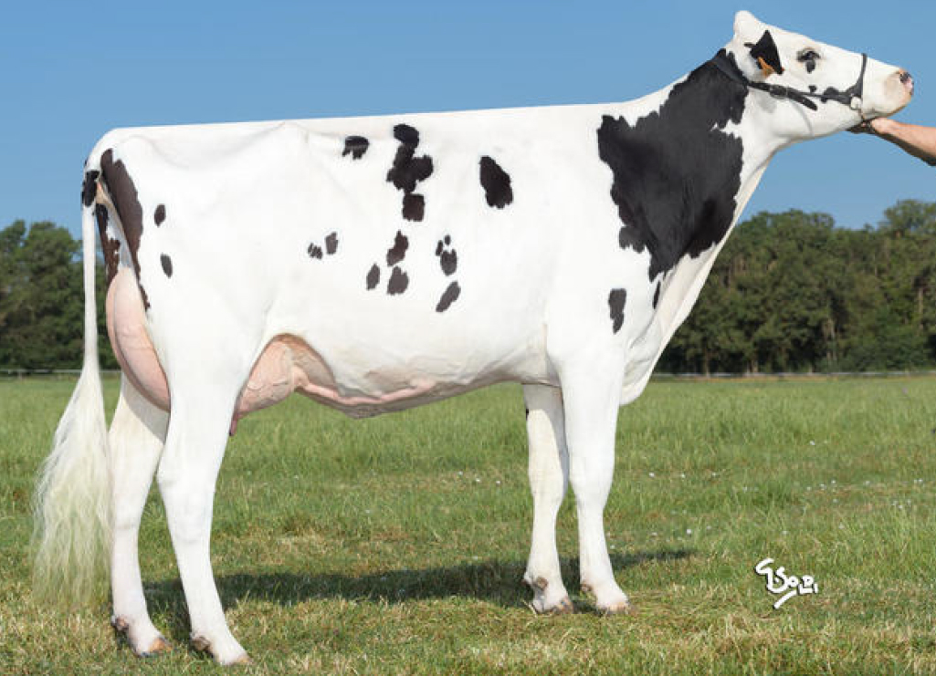 toros-leche-holstein-negro