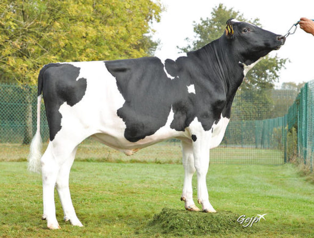 toros-leche-holstein-negro