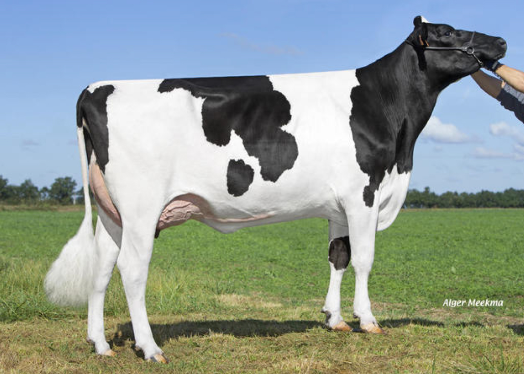 toros-leche-holstein-negro