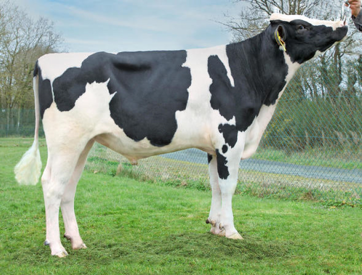 toros-leche-holstein-negro