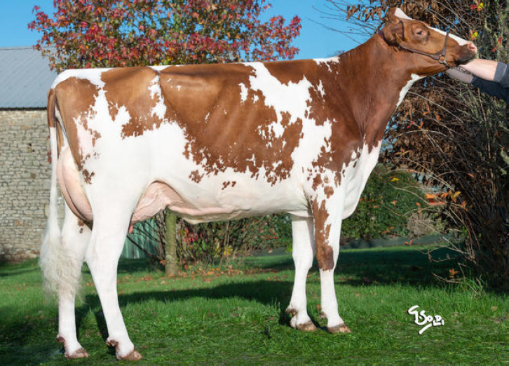 toros-leche-holstein-rojo-synetics