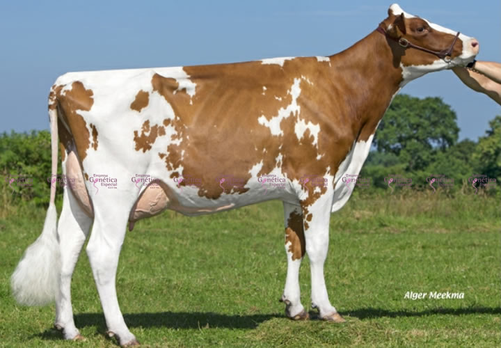 toros-leche-holstein-rojo-synetics