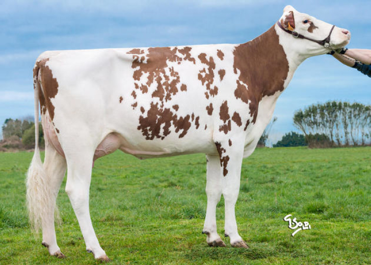 toros-leche-holstein-rojo-synetics