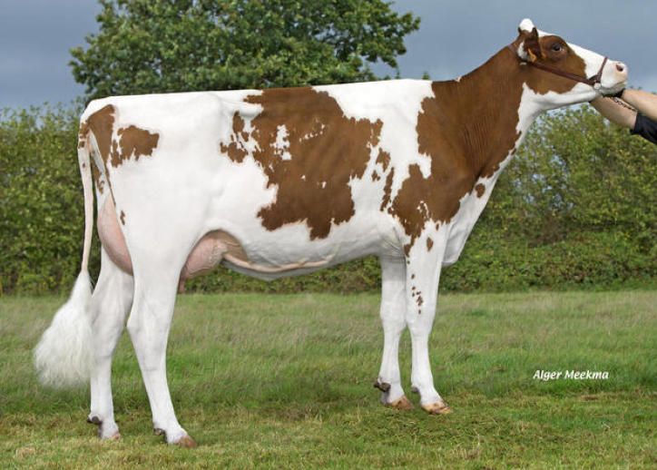 toros-leche-holstein-rojo-synetics