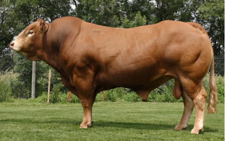 toros-carne-limousin