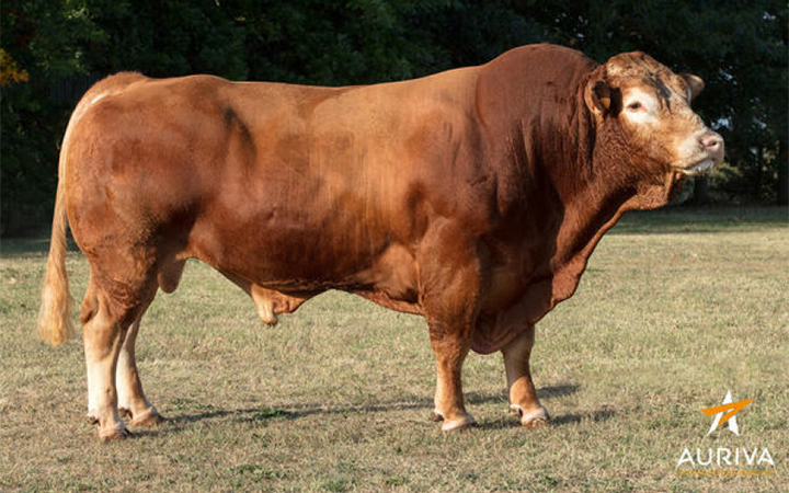 toros-carne-limousin