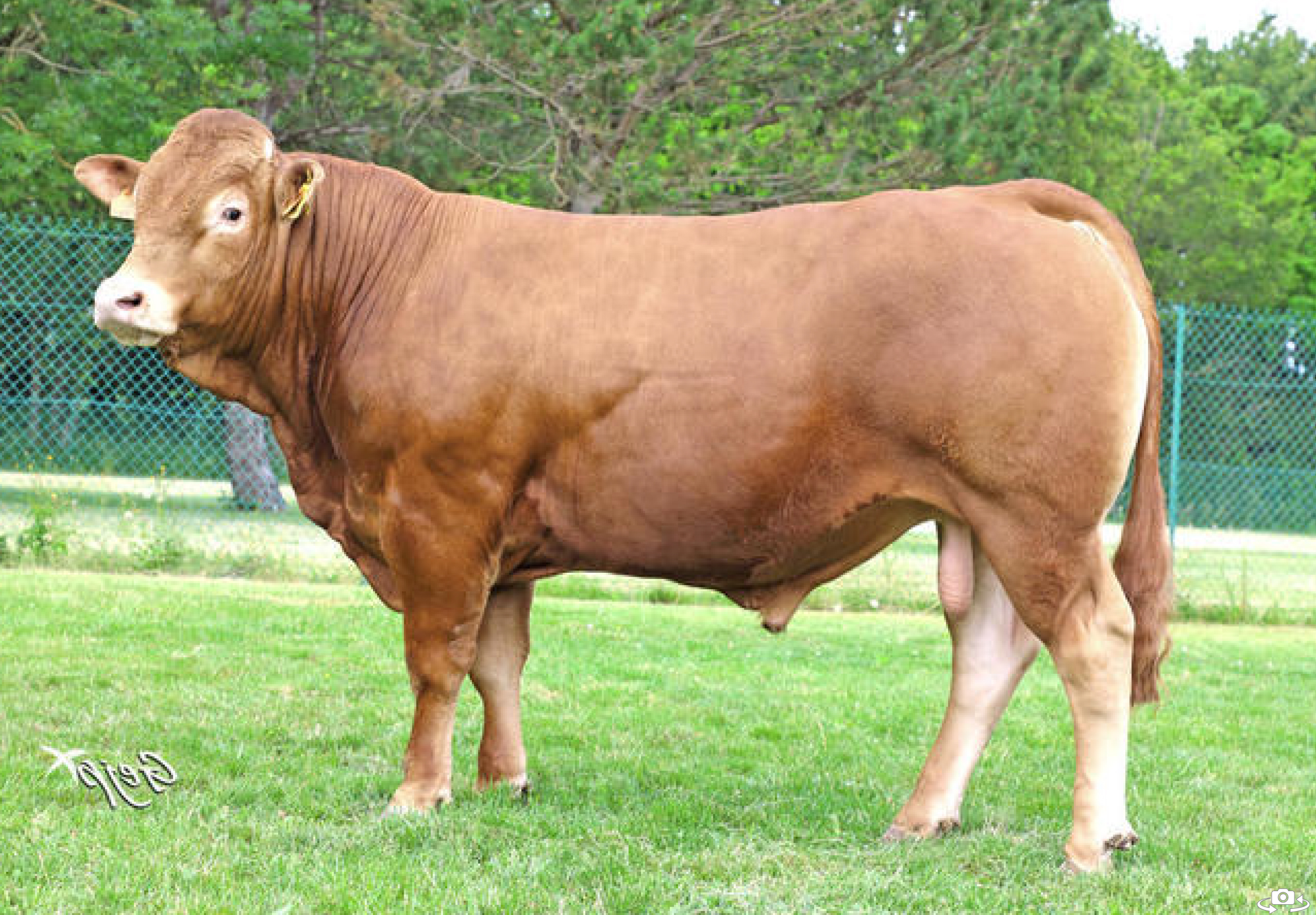 toros-carne-limousin