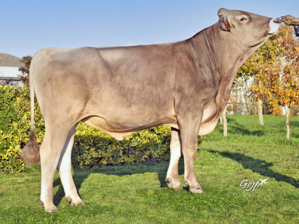 toros-leche-pardo-suizo