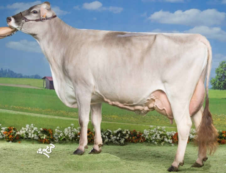 toros-leche-pardo-suizo-synetics