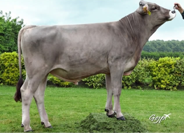 toros-leche-pardo-suizo-synetics