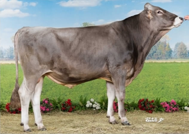 toros-leche-pardo-suizo-synetics