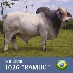 uber-brahman