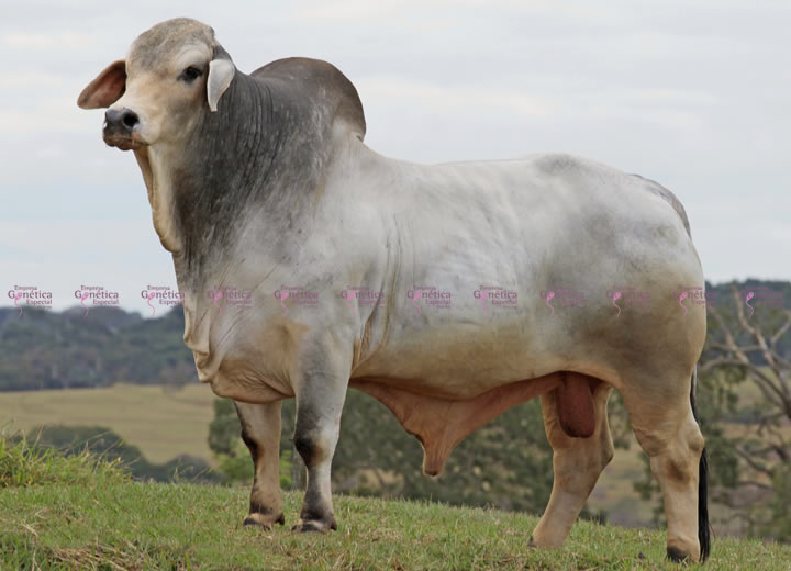 toros-carne-uberbrahman