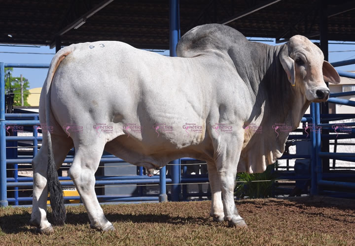 toros-carne-uberbrahman