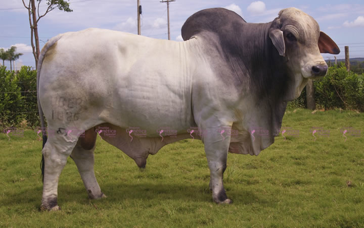 toros-carne-uberbrahman