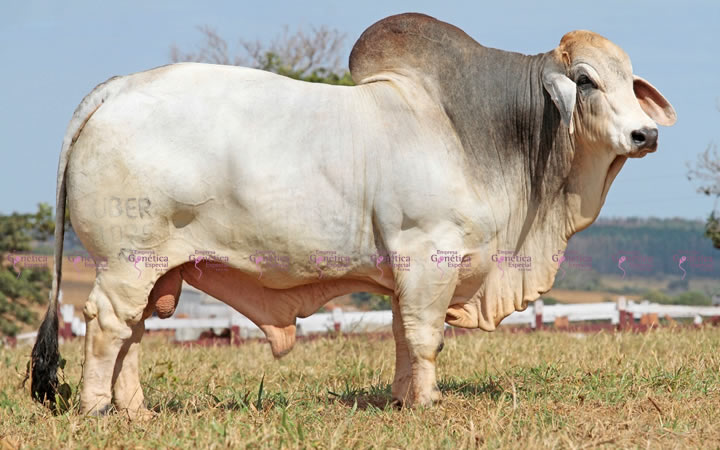 toros-carne-uberbrahman